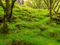 Isle of Skye, The Fairy Glen